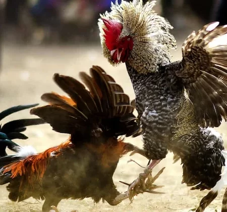 Chơi đá gà DIGMAAN – sảnh đá gà uy tín, chuyên nghiệp hiện nay